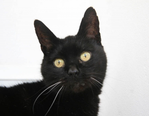 black cat Bath Cats and Dogs Home charity.jpg black cat Bath Cats and Dogs Home charity.jpg
